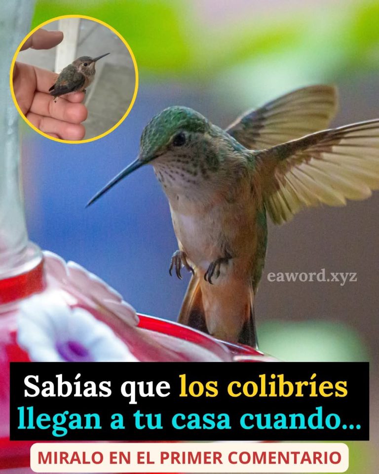 🐦✨ ¿Qué significa cuando un colibrí visita tu casa?