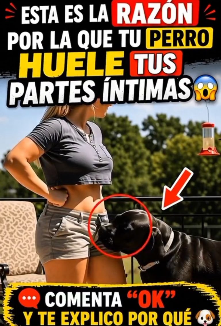 🐶 ¿Por qué tu perro huele tus partes íntimas? La razón que casi nadie conoce