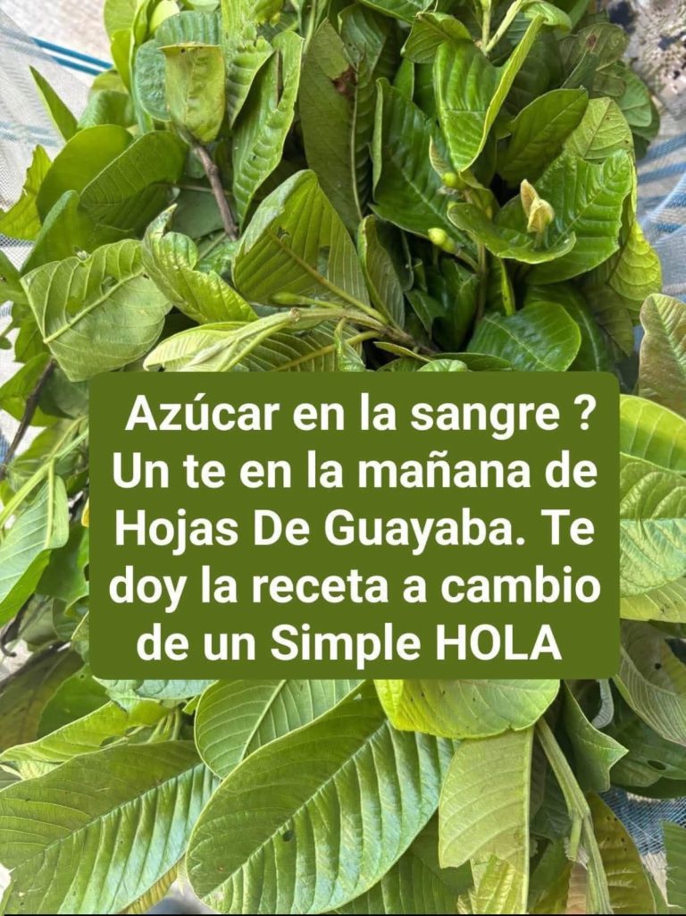 🌿 Hojas de guayaba: el secreto natural que muchos usan en la mañana y casi nadie entiende