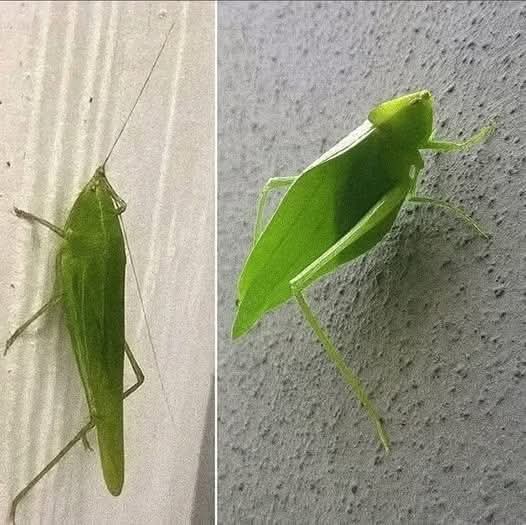 😳 ¿Qué significa que una “esperanza” entre a tu casa? Lo que muchos creen te sorprenderá