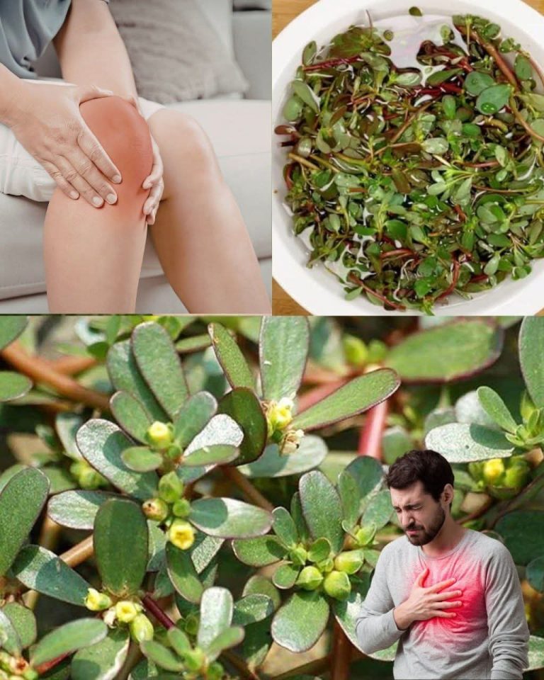 😳 Crece en todas partes… pero pocos saben que esta planta es un verdadero tesoro natural