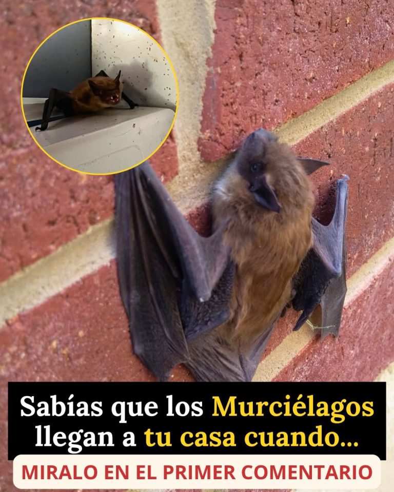 🦇 ¿Por qué los murciélagos llegan a tu casa? La verdad que pocos conocen