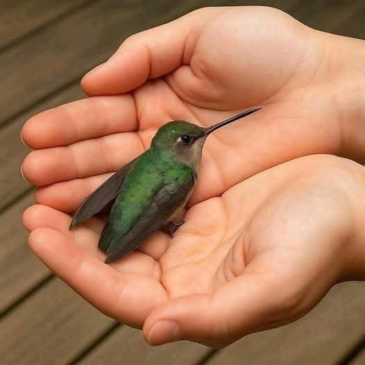 ✨ Si un colibrí llega a tu casa, muchas personas creen que trae un mensaje especial