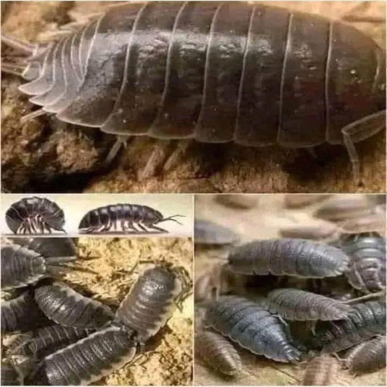 🚨 ¿Qué significa si estos insectos aparecen en tu casa? La verdad que pocos te dicen