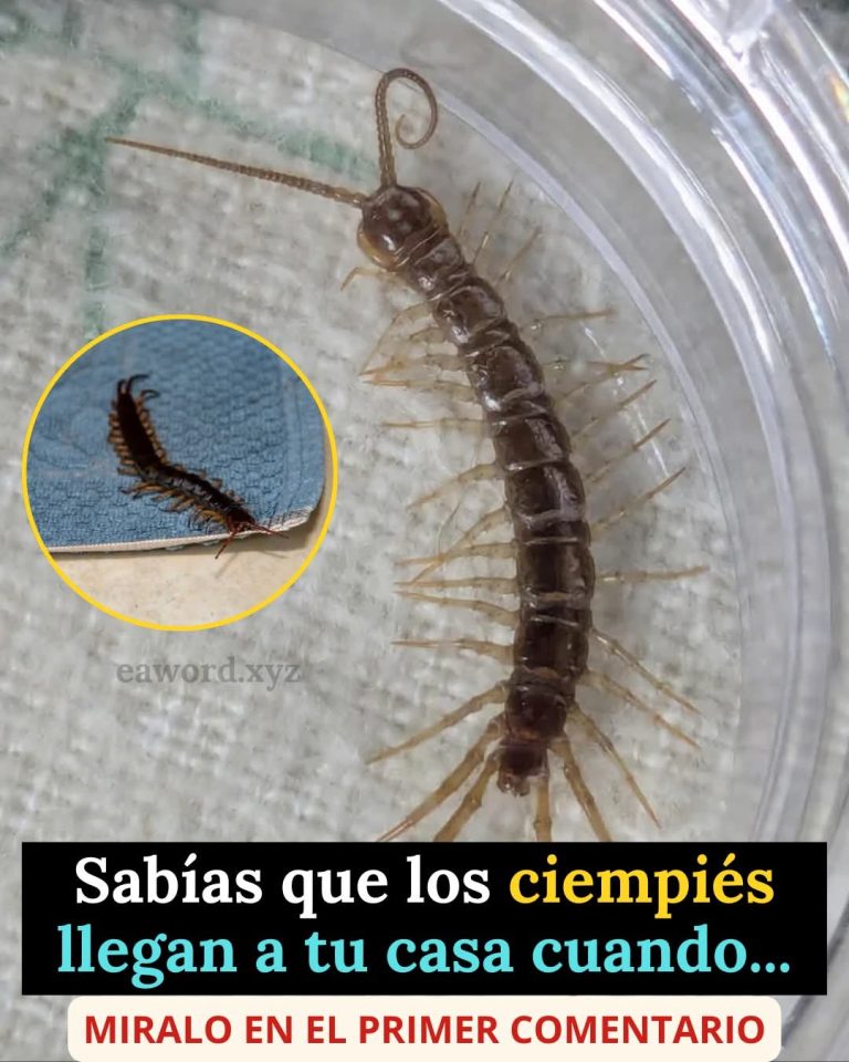 🐛 ¿Sabías que los ciempiés llegan a tu casa cuando ocurre esto?