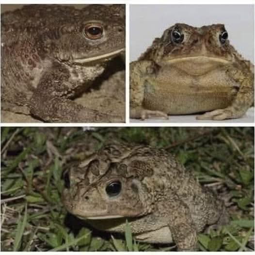 🐸 ¿Sabías que los sapos llegan a tu casa cuando ocurre esto?