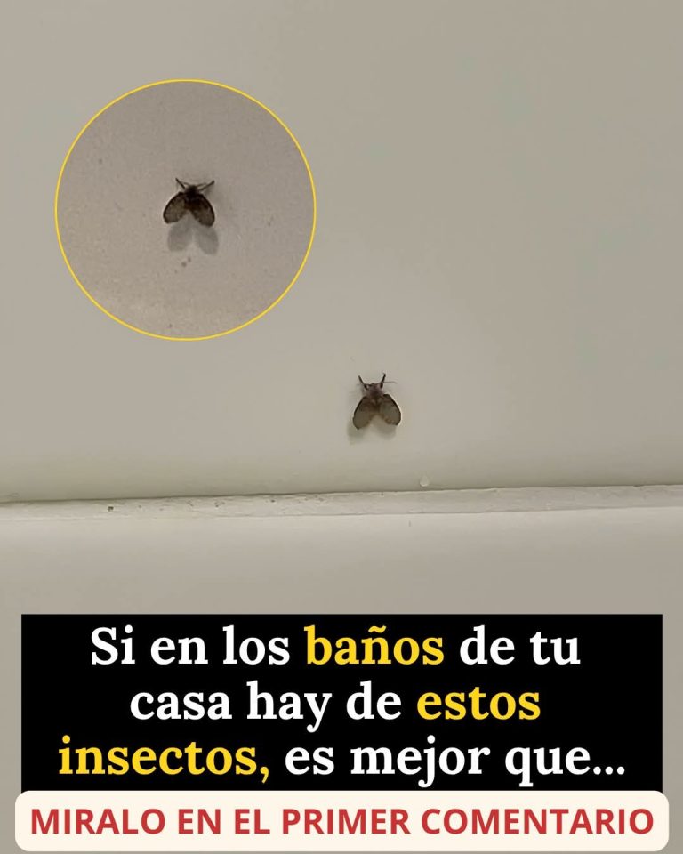 ¿Tienes estos pequeños insectos en el baño? Lo que podrían estar indicando dentro de tu casa