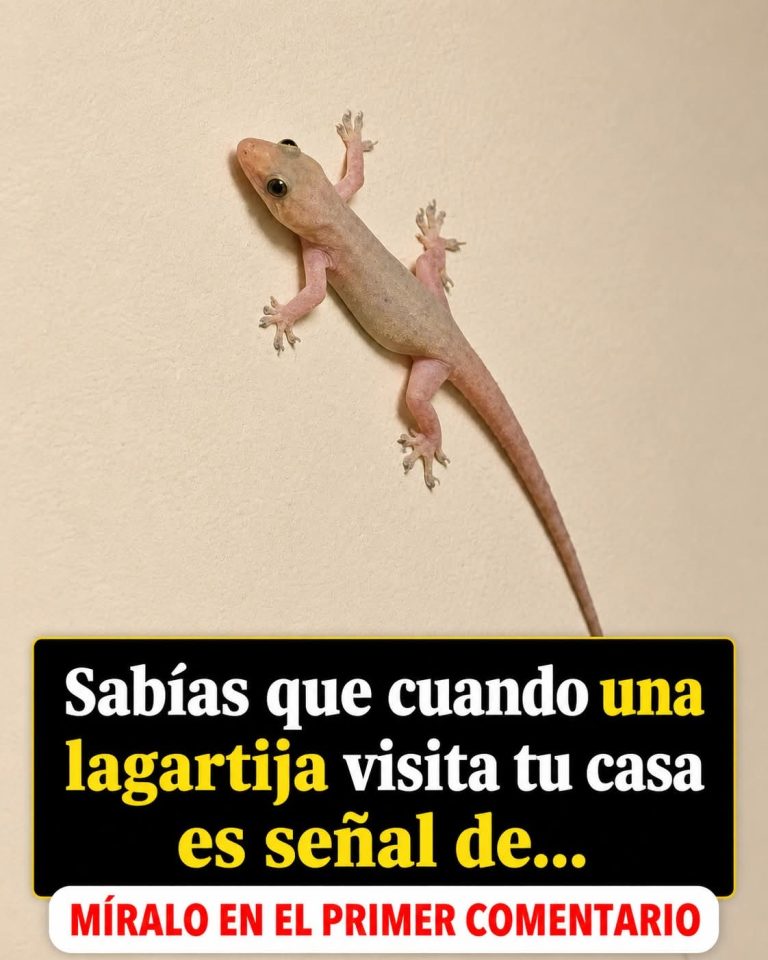 ¿Qué significa realmente que una lagartija aparezca dentro de tu casa? Lo que muchas culturas creen y lo que dice la ciencia