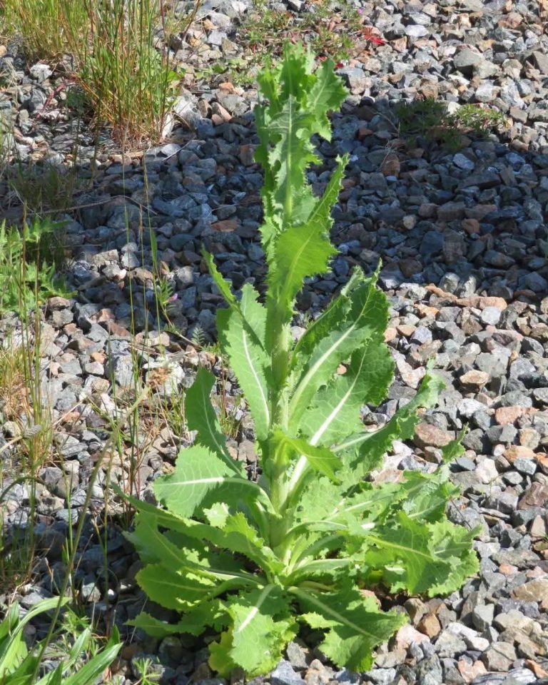El poder oculto de la lechuga espinosa silvestre: la planta que muchos arrancan sin saber sus sorprendentes propiedades