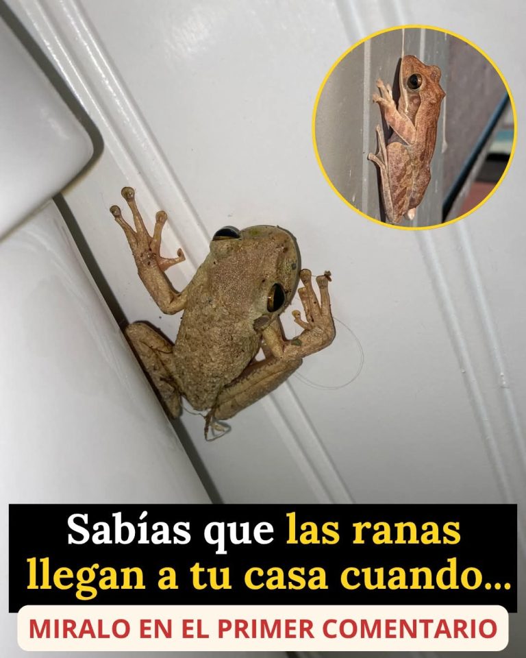 🐸 ¿Sabías que las ranas llegan a tu casa cuando ocurre esto?