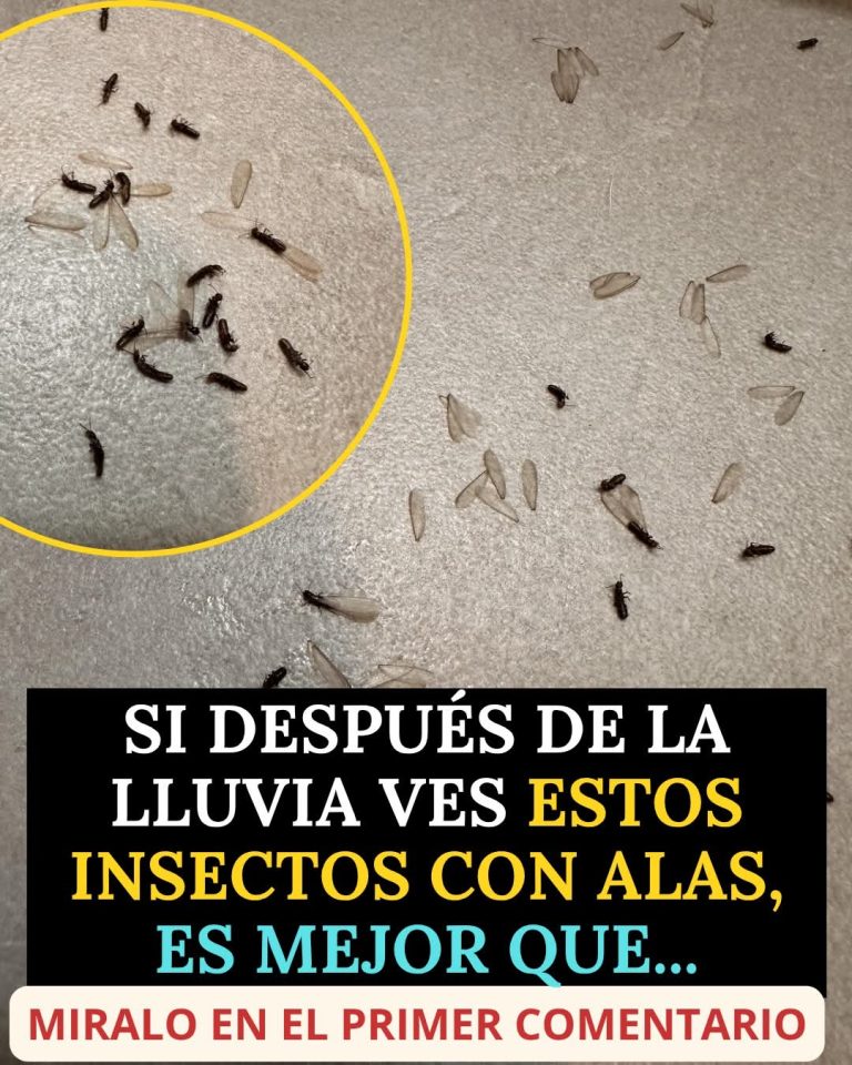 Si después de la lluvia aparecen estos insectos con alas en tu casa, presta mucha atención