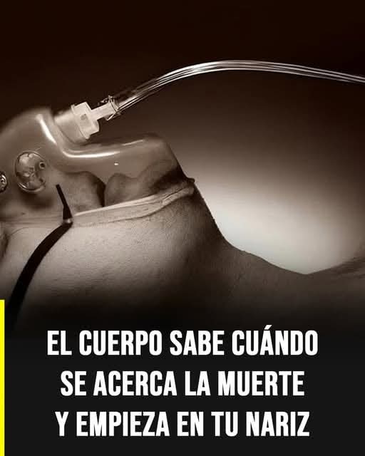 Lo que ocurre en la nariz podría revelar señales importantes sobre la salud del cuerpo