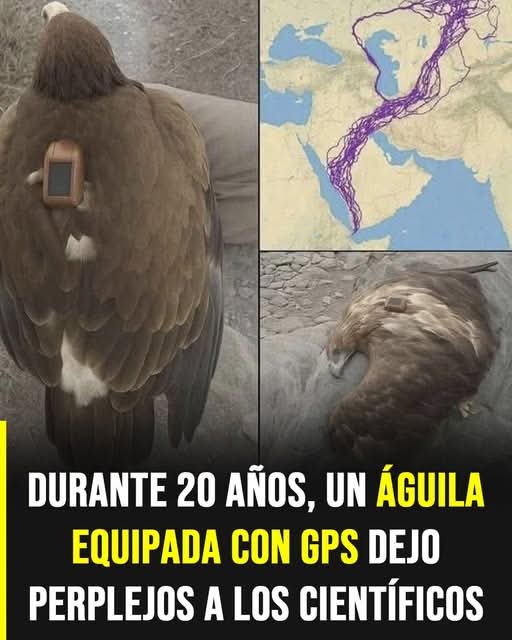 El misterio del águila con GPS que desconcertó a científicos durante 20 años