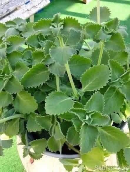 🌿😱 Tomar té de orégano por varios días podría traer beneficios que muchos desconocen