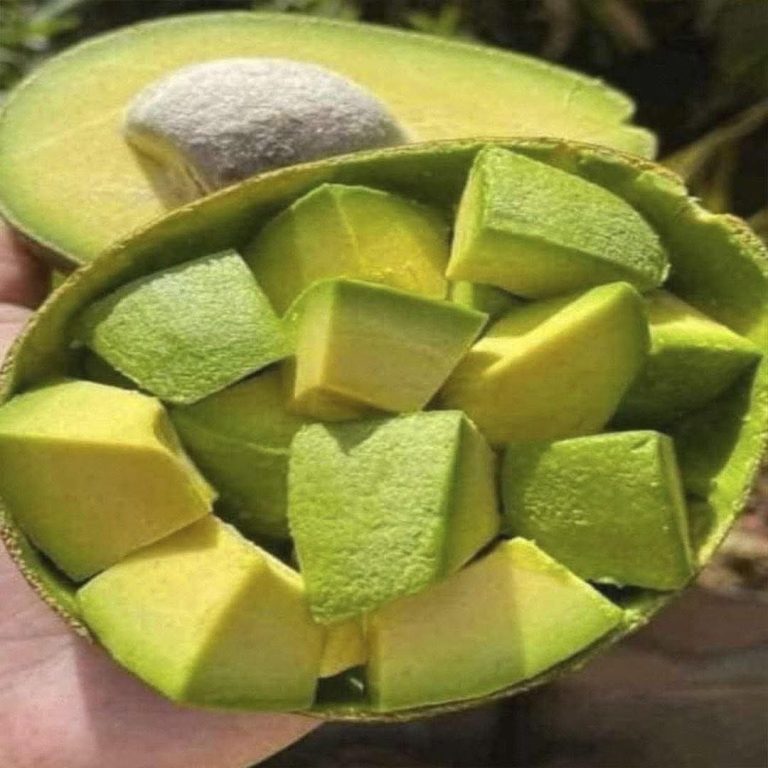 🥑🚨 Médicos revelan qué podría provocar consumir aguacate todos los días y las redes están sorprendidas