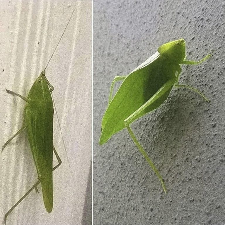 😨 El verdadero significado de que este insecto verde llegue a tu casa está sorprendiendo a miles