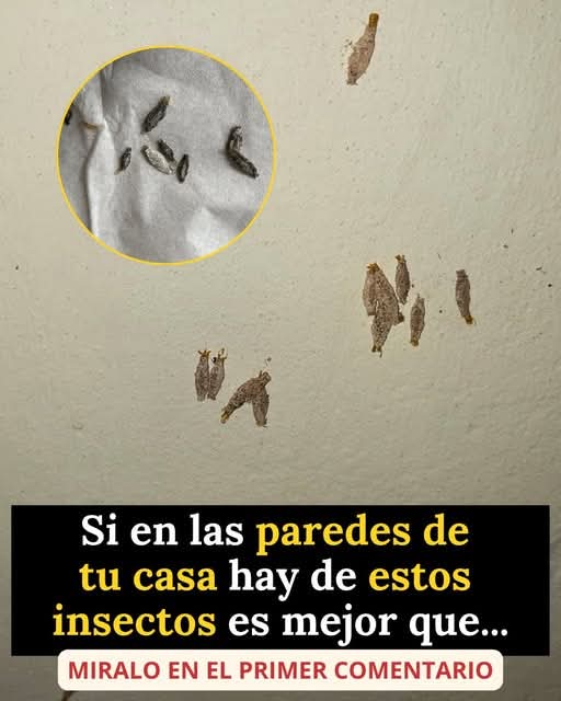 😨 Lo que realmente son esos “gusanos” pegados en la pared de tu casa