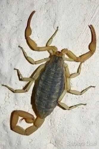 😨🦂 La extraña creencia sobre los alacranes que está causando miedo en redes sociales