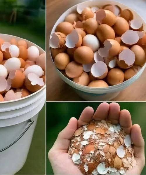 🥚😮 Lo que ocurre cuando hierves cáscaras de huevo y por qué muchos comenzaron a guardarlas