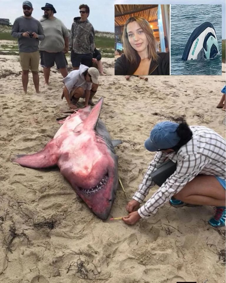 😨 Hallan a mujer desaparecida tras misterioso caso en el mar