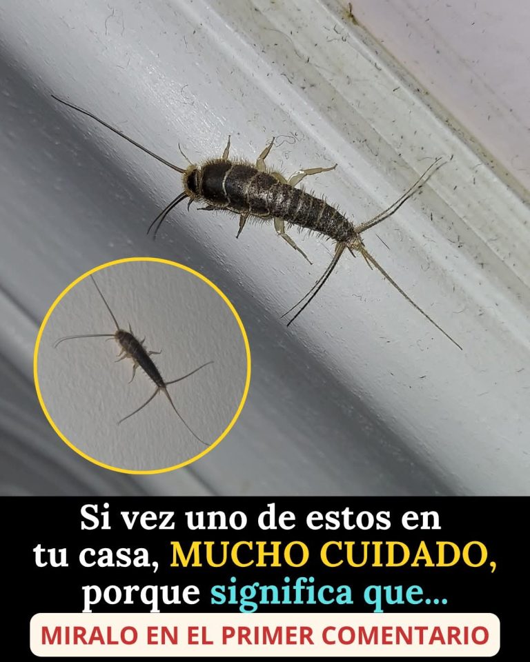 ¿Qué significa encontrar un pececillo de plata en casa? El insecto que podría revelar problemas ocultos en tu hogar