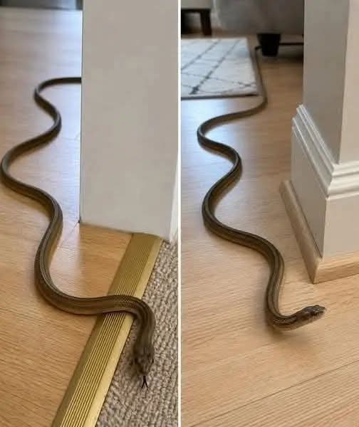 🐍😱 Cuando esta serpiente entra en tu casa, muchos creen que es una señal que no debes ignorar