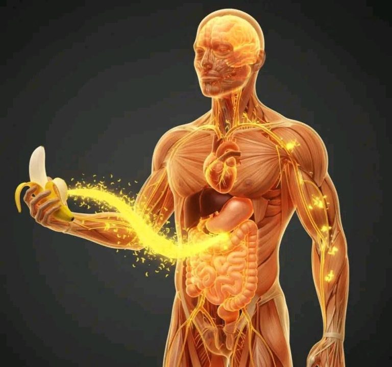 ¿Comer plátanos aumenta la energía? Beneficios, mitos y lo que debes saber sobre esta fruta