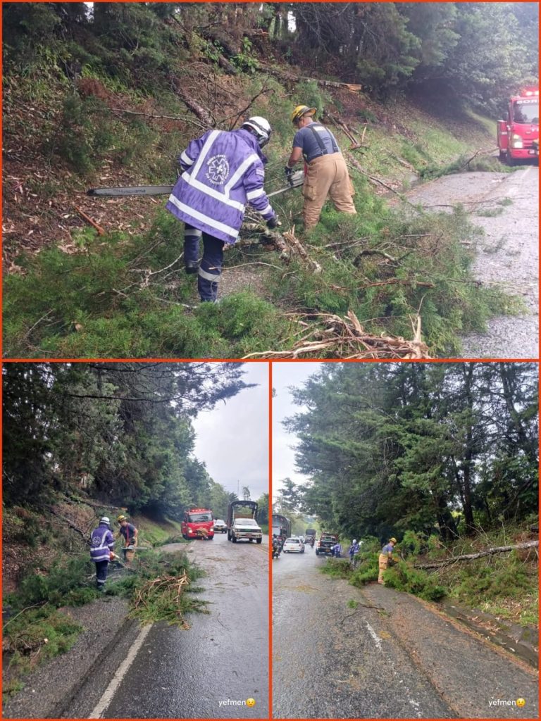 Bomberos de Timbío y Grupo Scout atienden emergencia por caída de árbol en la vía Panamericana