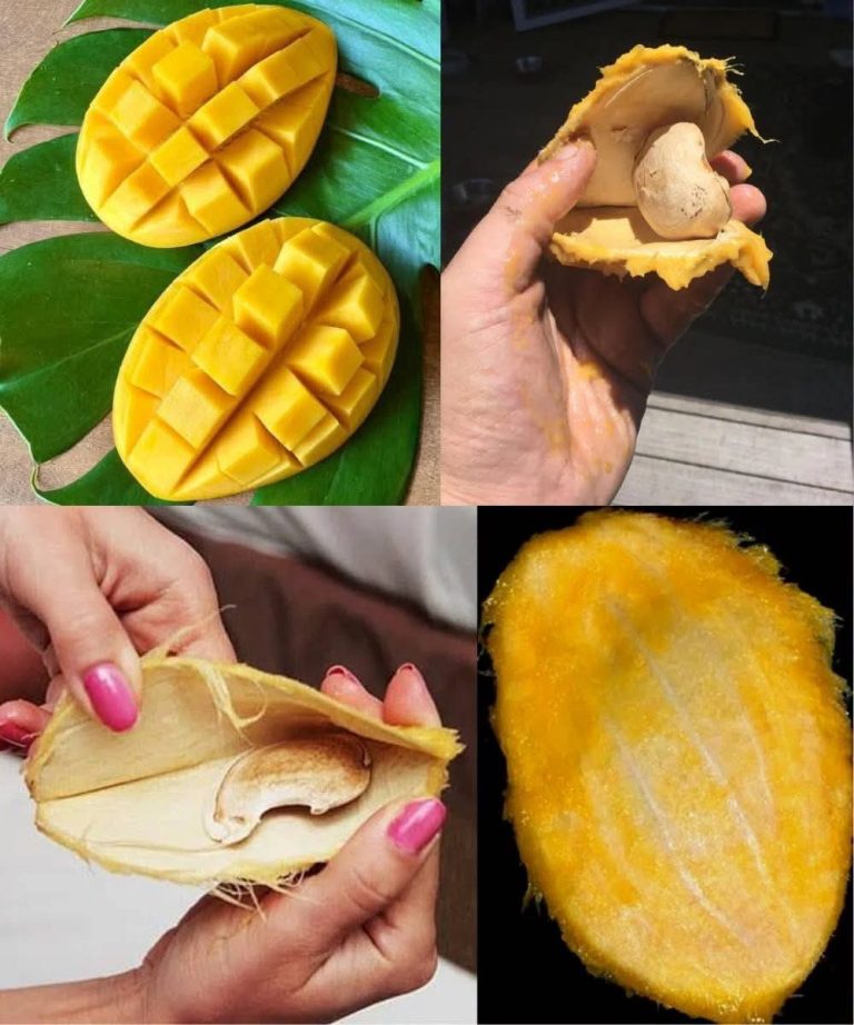 Todo el mundo tira la semilla del mango sin saber los sorprendentes beneficios que podría tener