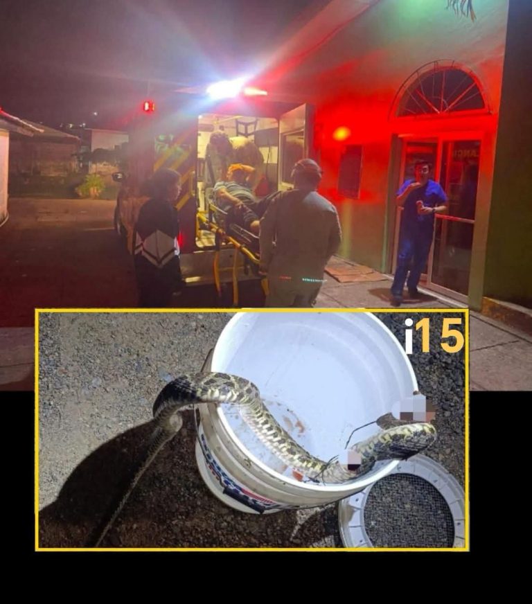 Hombre permanece hospitalizado tras mordedura de serpiente barba amarilla en Las Vegas, Santa Bárbara