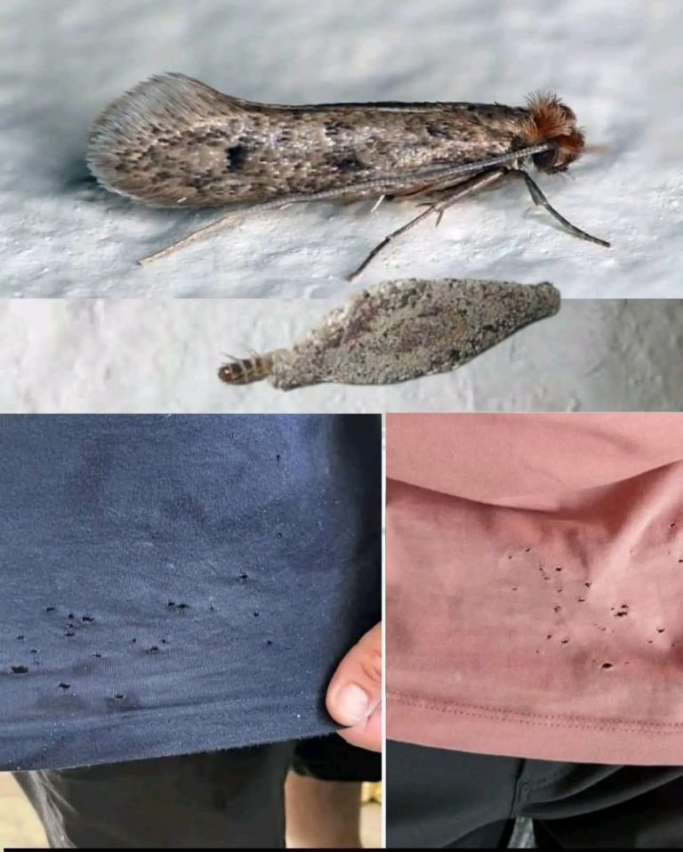 Pequeñas polillas en la ropa: qué significan y cómo evitar daños en casa