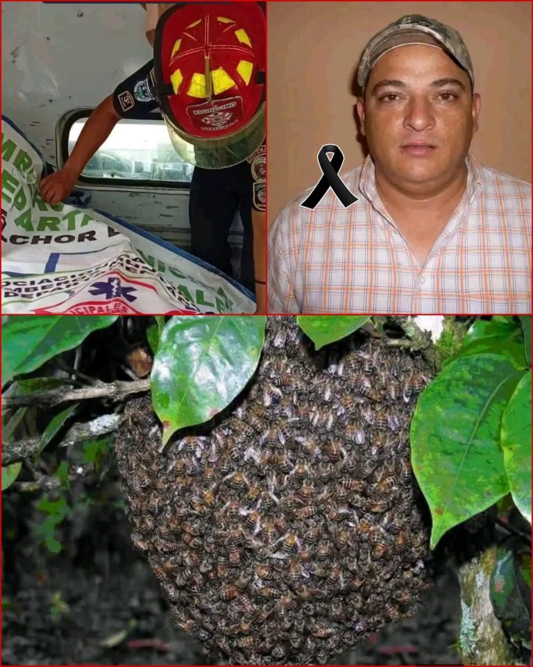 Hombre fallece tras ataque de abejas africanizadas en Melchor de Mencos, Petén