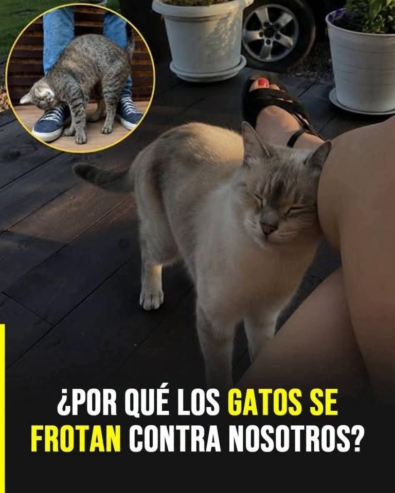¿Por qué los gatos se frotan contra las personas? La ciencia explica este curioso comportamiento
